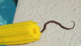 Arizona fire department warns of snakes hiding in pool noodles